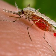 Самка комара пьёт кровь