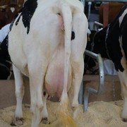 Краса и гордость молочной коровы