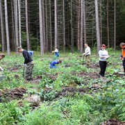Работники Лотошинского РЭС сажают лес вблизи деревни Гаврилово